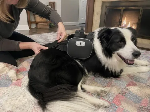 Border collie wearing the black pet massager