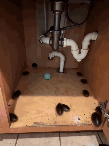 Peppermint repellent ball positioned in a pest-prone home area