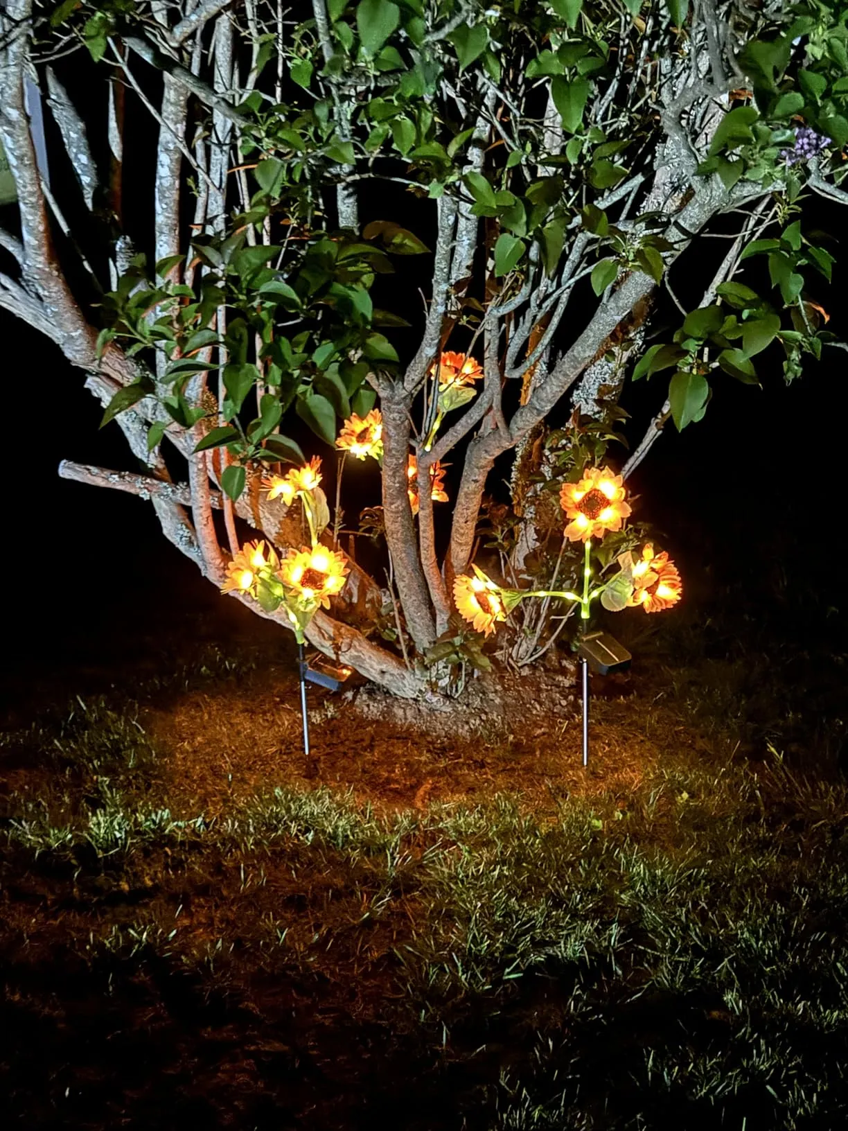 Glowing Flowers