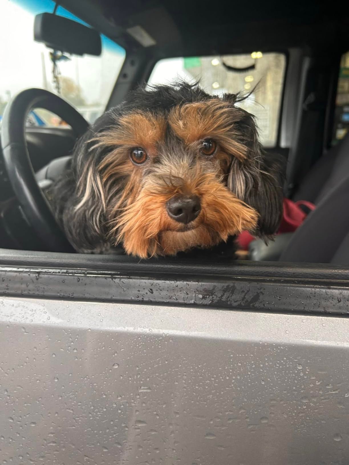 Huge Difference for My Puppy’s Allergies and Itching!