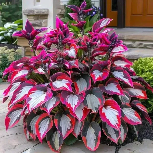 Rate Hosta 🌟Spring & Winter Growing🍃Premium Rare Hosta Seeds🌿Perfect For Cut ...