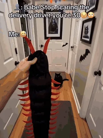 Cat in a centipede costume creating funny Halloween reactions