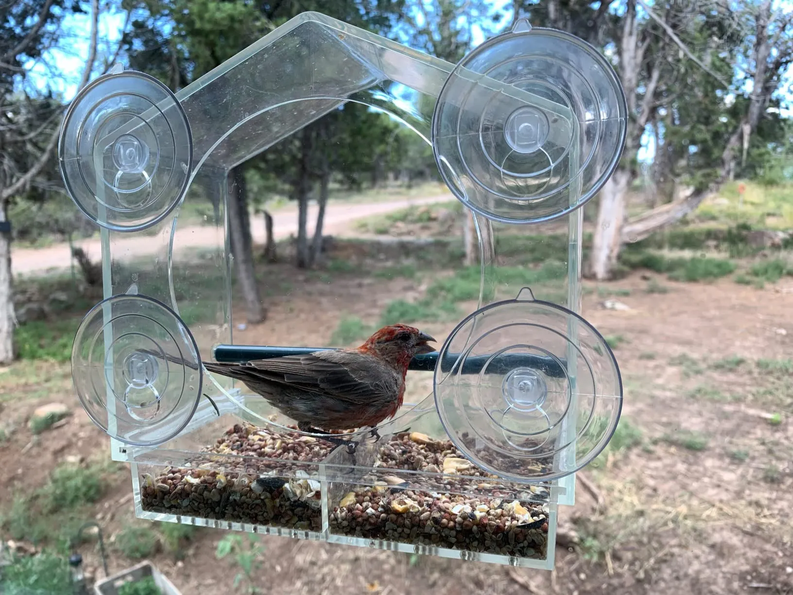 My favorite bird feeder