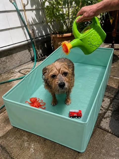 Small dog being rinsed in the mint foldable basin on a patio