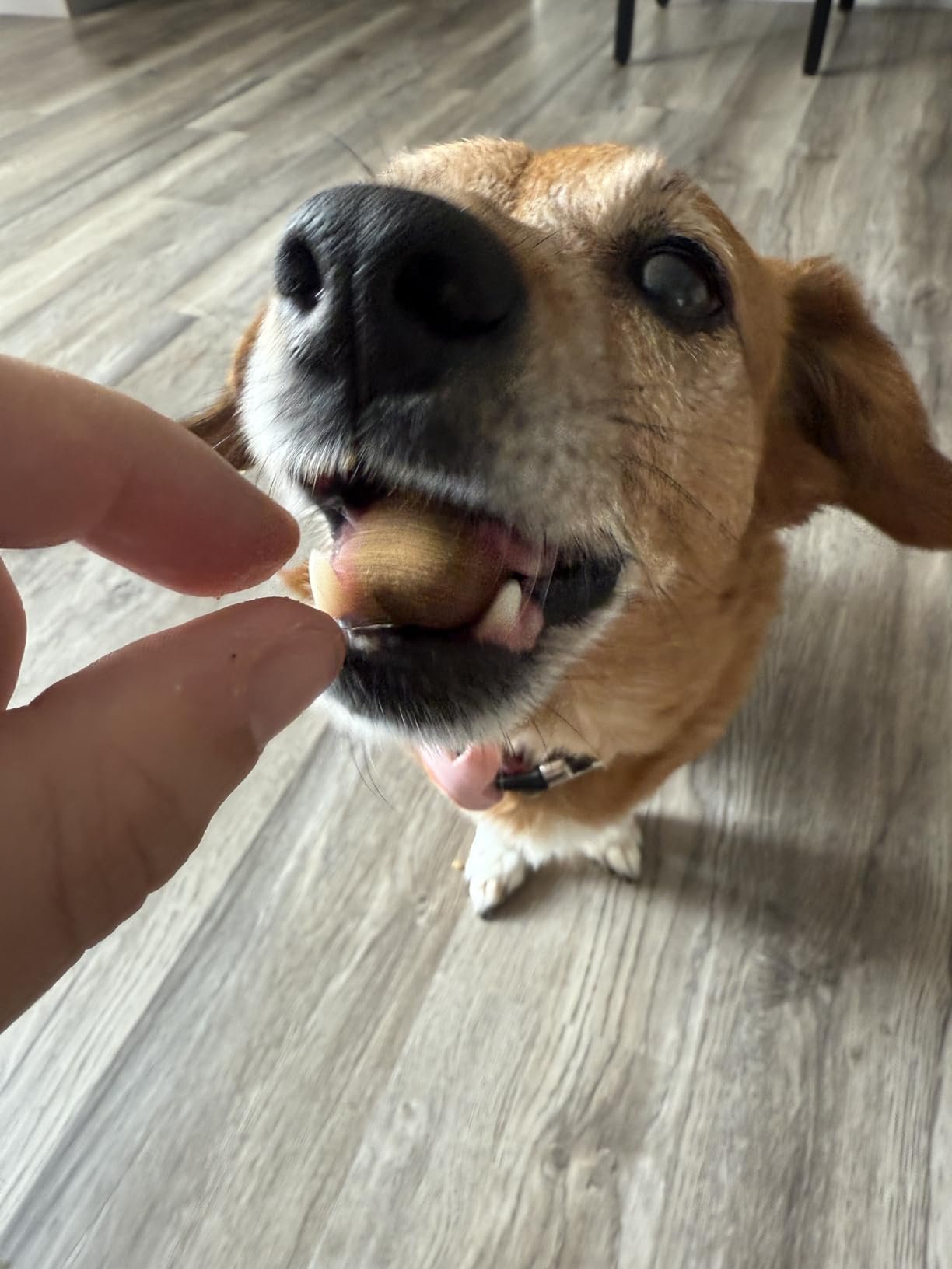 Dogs love the taste and already scratching less!