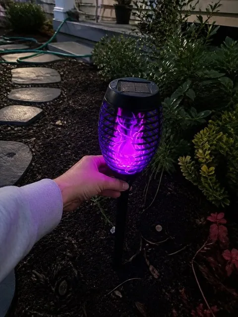 Purple solar torch being placed beside a front-yard path