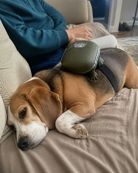 Beagle relaxing with the olive green pet massager