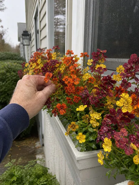 Artificial fall flowers in a window box after light rain