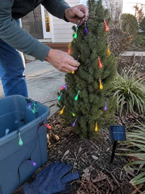 Solar waterdrop string lights being wrapped around an outdoor evergreen
