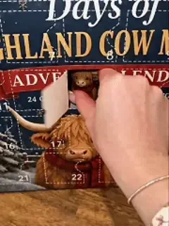 Highland Cow Advent Calendar Unboxing Highland Cow Advent Calendar Unboxing